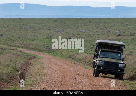Africa, Kenya, Serengeti Settentrionali, Maasai Mara. Leone (SELVAGGIO: Panthera leo) vicino safari jeep. Foto Stock