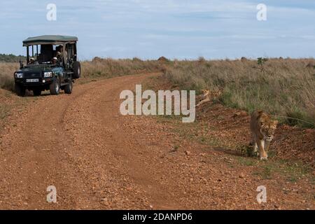 Africa, Kenya, Serengeti Settentrionali, Maasai Mara. Leonessa con due cubetti in lontananza (SELVATICA: Panthera leo) vicino safari jeep. Foto Stock
