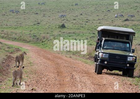 Africa, Kenya, Serengeti Settentrionali, Maasai Mara. Leonessa con cub (SELVATICO: Panthera leo) con la zebra di Burchell in lontananza. Jeep Safari. Foto Stock