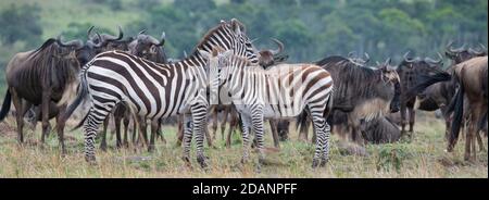 Africa, Tanzania, Serengeti. Zebra delle pianure aka la zebra di Burchell (SELVATICA: Equus burchellii) con wildebeest dai bacchi bianchi. Foto Stock
