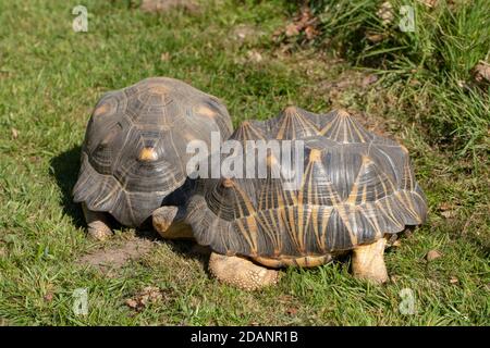 Tartarughe irradiate (Astrochelys radiata). Due adulti insieme. Profilo, viste laterali e posteriori. Testine estese. Camminando a terra, terrestre, usando ele Foto Stock