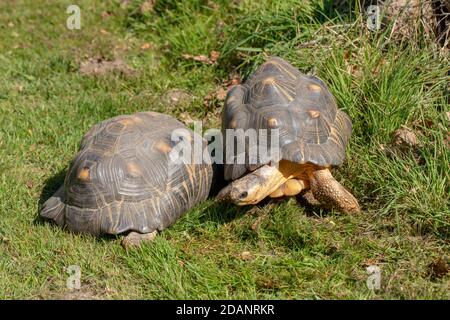 Tartarughe irradiate (Astrochelys radiata). Due adulti insieme. Profilo, viste laterali e frontali. Teste e colli estesi. Camminando a terra, terrestre, Foto Stock