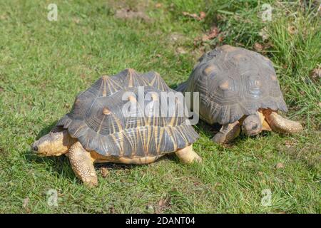 Tartarughe irradiate (Astrochelys radiata). Due adulti insieme. Profilo, viste laterali e frontali. Camminando a terra, terrestre, Foto Stock