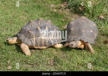 Tartarughe irradiate (Astrochelys radiata). Due adulti insieme. Profilo e viste frontali. Teste e colli estesi. Walking.Recognition da profumo, odori. Foto Stock