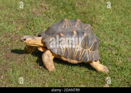 Tartaruga irradiata (Astrochelys radiata). Vista laterale profilo. Testa e collo estesi. Camminando sulla terra, terrestre, usando gli arti anteriori dell'elefante e h Foto Stock