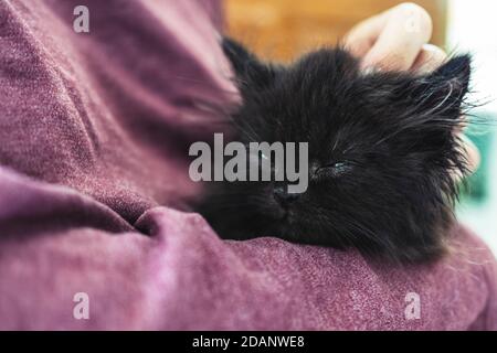 donna tenere nuovo adorabile gattino per il controllo di salute e il vaccino a veterinario. proprietario che accarezzano la testa del gattino e che tiene il gatto malato addormentato in attesa del doct Foto Stock