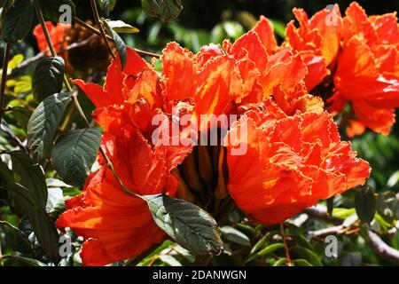 Afrikanischer Tulpenbaum Foto Stock