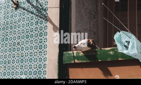 un cane pigro che dorme in una giornata calda e soleggiata Foto Stock