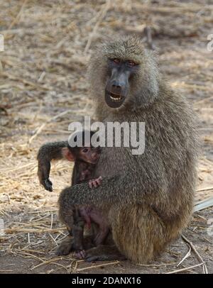 Baby-on di olive, Papiocynocefalo anubis, Scimmia del Vecchio mondo, ; madre; allattamento al bambino, cure materne; primati; scimmie del Vecchio mondo; natura, Tarangire Nation Foto Stock