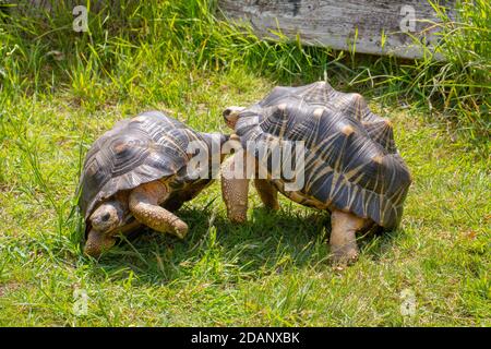 Tartarughe irradiate (Astrochelys radiata). Due maschi in combattimento, jouting, per la dominanza. Si noti l'uso dei gulars anteriori sporgenti del trastron, o un Foto Stock