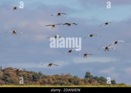 Fauna selvatica del Regno Unito: Gregge di oche greylag (Anser anser) con i piedi giù, che entrano in terra a RSPB Snettisham, Norfolk Foto Stock