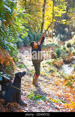 uomo che spara fagiani nel bosco d'autunno Foto Stock