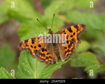 Virgola Butterfly (Polygonia c-album), The Larches, Kent Wildlife Trust, Regno Unito Foto Stock