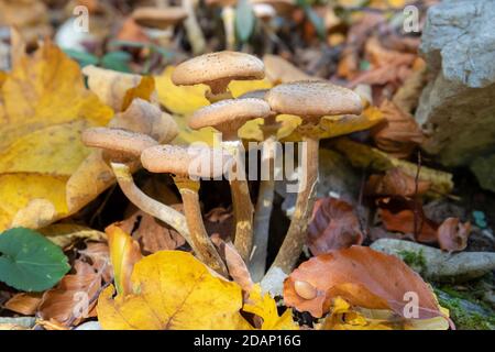 Miele Fungus (Armillaria mellea), funghi tra foglie d'autunno, Campania, Italia Foto Stock