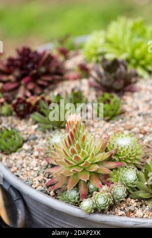 Sempervivum arachnoideum, Cobweb Houseleek che cresce in un contenitore con un picco di fioritura che si forma Foto Stock