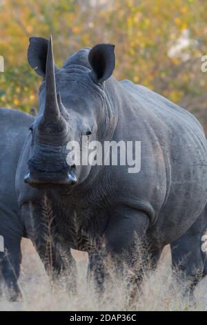 Rinoceronte bianco da vicino nel parco nazionale di Kruger Foto Stock