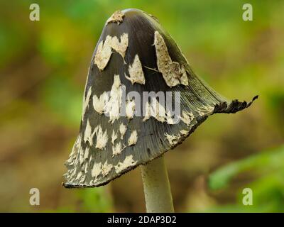Magpie inkcap (fungo) (Coprinopsis picacea), Queensdown Warren, Kent UK, Stacked Focus Image Foto Stock