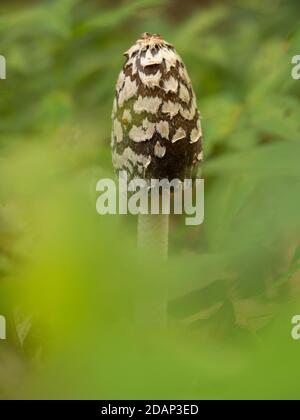 Magpie inkcap (fungo) (Coprinopsis picacea), Queensdown Warren, Kent UK, Foto Stock