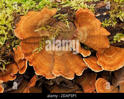 Funghi di pollo-del-legno (Laetiporus sulfureus) Queensdown Warren Kent Wildlife Trust, Regno Unito, noto anche come Sulphur Polipore o Sulphur shelf, impilato Foto Stock