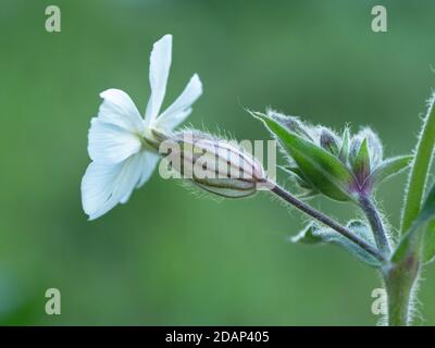 White campion (Silene latifolia) Queensdown Warren Kent Wildlife Trust, Regno Unito, Foto Stock
