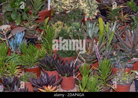 Piante succulente in miniatura. Fiori succulenti in pentole di diversi tipi. Foto Stock