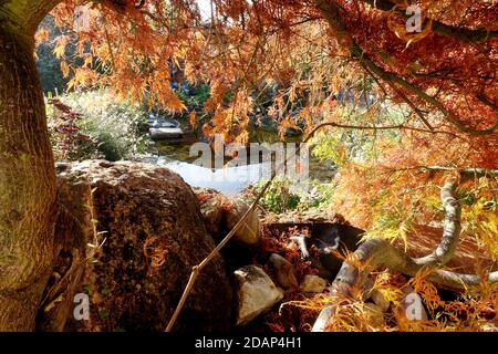 Herbstlaub an einem Fächerahorn (Acer palmatum) Foto Stock