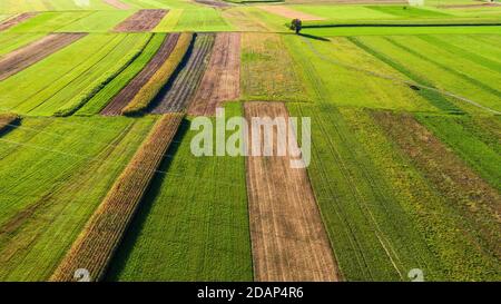 Vista aerea dei campi agricoli dal cielo. Foto Stock