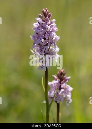 Orchidea a macchia comune (Dactylorhiza fuchsii), Strawberry Banks, Kent Downland, Regno Unito, Foto Stock