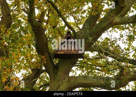 Barn Owl Bird box in un inglese Oak Treet a Denbies Hillside, Surrey, autunno 2020 Foto Stock