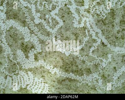 Percorsi di alimentazione fatti da lumaca usando striscia di radula con file di denti piccoli su pellicola di alghe geen su palo di recinzione, Kent UK Foto Stock