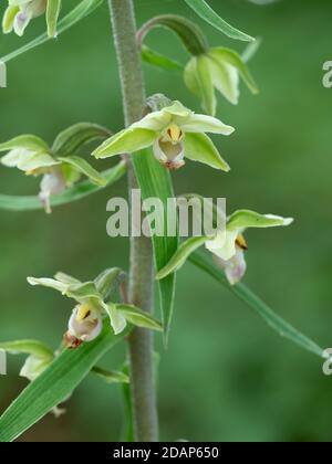 Elleborina viola (Epipelactis purata) fioritura, Kent UK, raro Foto Stock