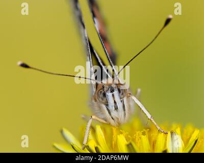 Painted Lady Butterfly, (Vanessa Cardui), Kent UK, primo piano con occhi e antenne, riposante su fiore di dente di leone, giardino, immagine di messa a fuoco impilata Foto Stock