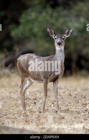 Allerta Deer Doe con coda nera Foto Stock