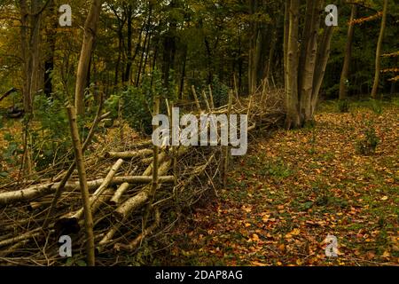 Natural Hazel scherma Coppicing Autumn al Ranmore Common Walk, Surrey Hills, Inghilterra, Regno Unito, novembre 2020 Foto Stock