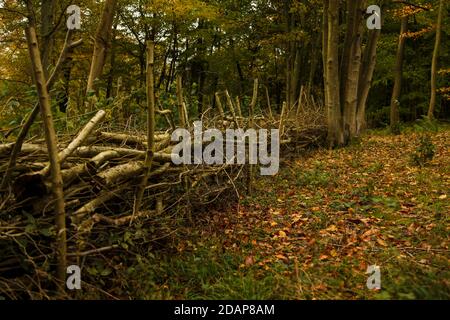 Natural Hazel scherma Coppicing Autumn al Ranmore Common Walk, Surrey Hills, Inghilterra, Regno Unito, novembre 2020 Foto Stock