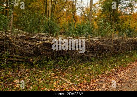 Autunno a Ranmore Common Walk, Surrey Hills, Inghilterra, Regno Unito, novembre 2020 Foto Stock