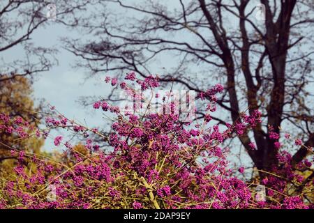 Callicarpa bodinieri, viola 'Perla Imperiale' in fiore Foto Stock