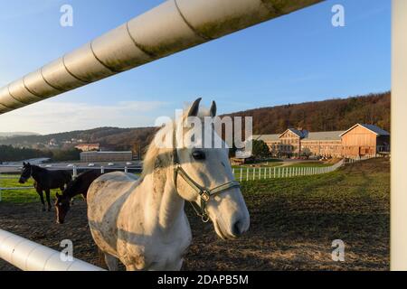 Tullnerbach: Paddock e cavalli al Wienerwaldgymnasium di Wienerwald, Vienna Woods, Niederösterreich, bassa Austria, Austria Foto Stock