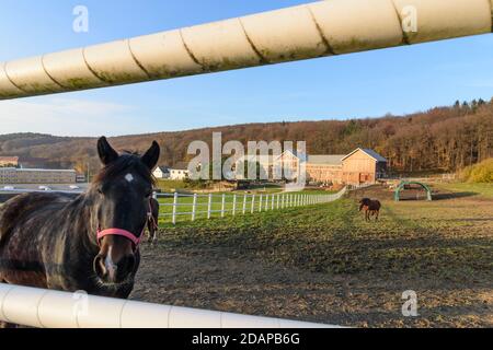 Tullnerbach: Paddock e cavalli al Wienerwaldgymnasium di Wienerwald, Vienna Woods, Niederösterreich, bassa Austria, Austria Foto Stock