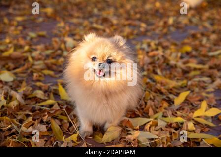 Cute spitz pomeranian cammina sulle foglie gialle in autunno parcheggio Foto Stock