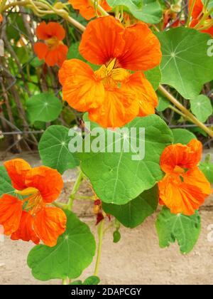 Fiore dei Monti Vallirana Foto Stock