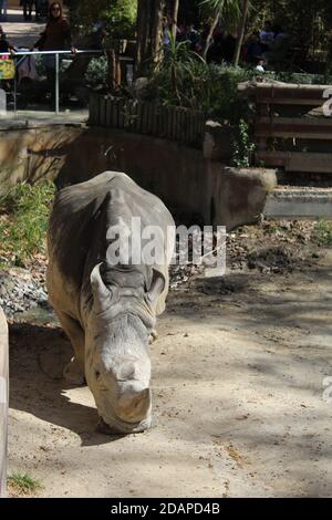 rhino prendere il sole a barcellona spagna Foto Stock