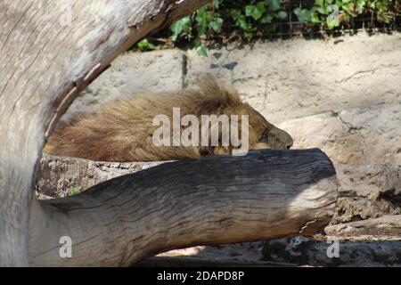 Leone che dormiva nello zoo di Barcellona Foto Stock