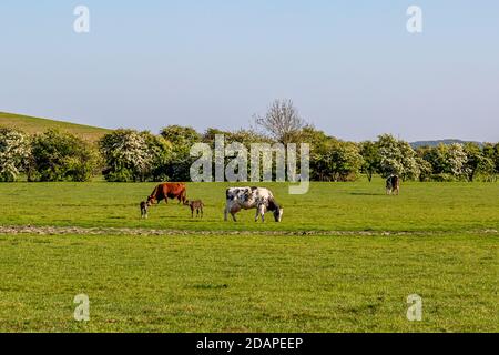 Mucche e i loro vitelli nella campagna del Sussex su un giorno di primavera soleggiato Foto Stock