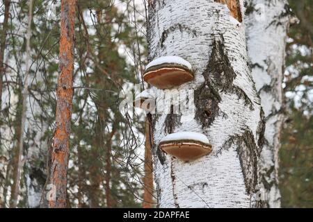 Il fungo o il fungo dello zoccolo (Fomes fomentarius) si sviluppa su legno di betulla. Fungo non commestibile, parassita dell'albero. Primo piano. Foto Stock