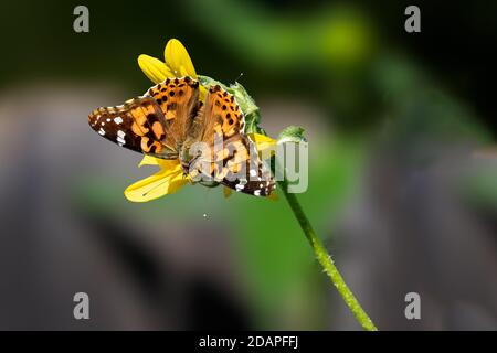 Farfalla dipinta (Vanessa Cardui) appollaiato su un fiore giallo contro un cielo blu luminoso Foto Stock