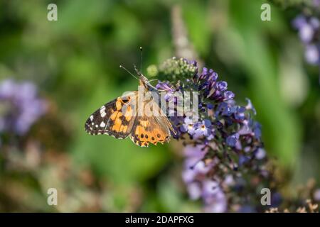 Farfalla dipinta signora (Vanessa Cardui) in giardino verde Foto Stock