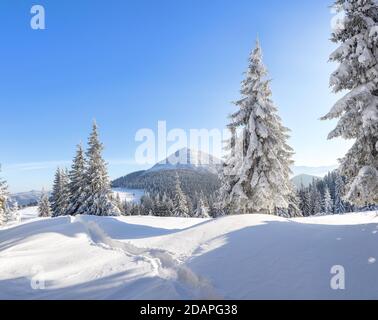 Foresta invernale. Paesaggio di alte montagne. Sentiero che conduce agli alberi ricoperti di neve bianca. Sfondo sfondo. Ubicazione Place Carpazi, Ucraino Foto Stock