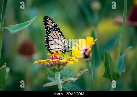 Farfalla monarca (Danaus plexippus) appollaiata su un fiore giallo Foto Stock