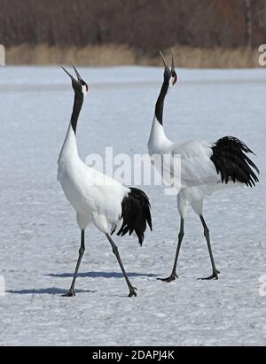 Red-crowned Crane (Grus japonensis) pair displaying  Akan, Hokkaido, Japan                March Stock Photo